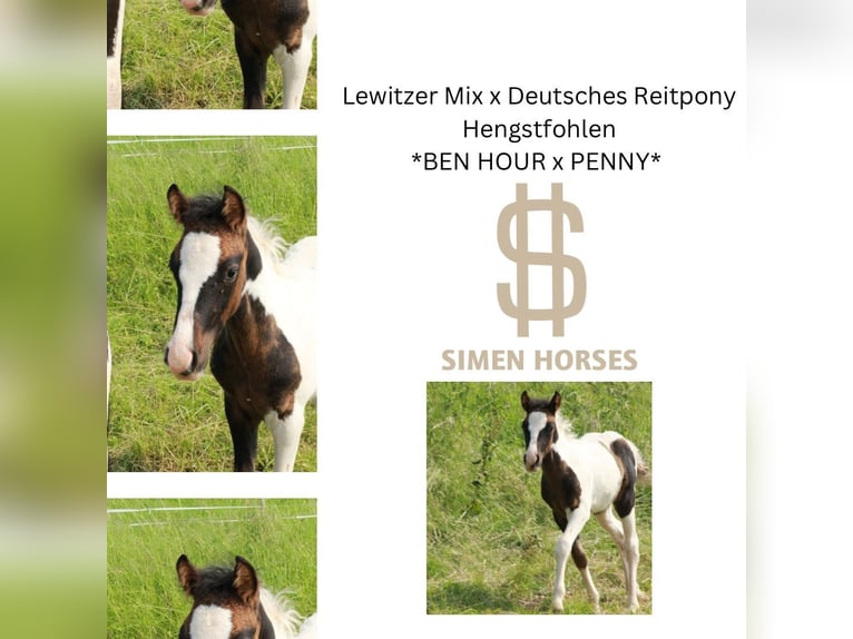Pony tedesco Mix Stallone Puledri (04/2025) 140 cm Pezzato in Steinen