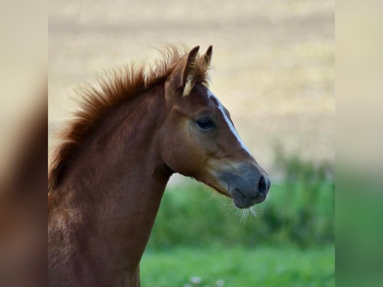 Pony tedesco Stallone Puledri (04/2026) 145 cm Sauro in Gross Tetzleben