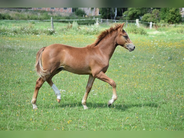 Pony tedesco Stallone Puledri (04/2026) 145 cm Sauro in Gross Tetzleben