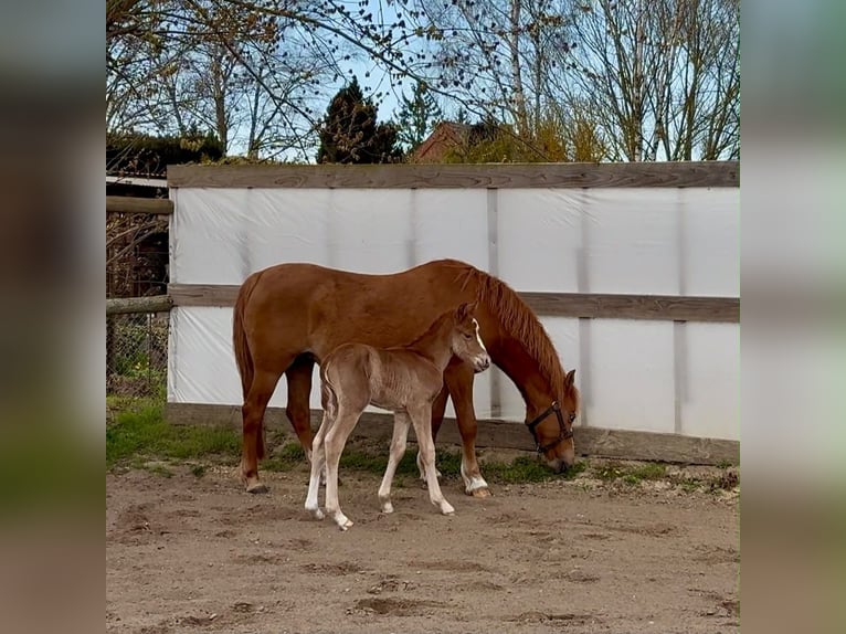 Pony tedesco Stallone Puledri (04/2026) 145 cm Sauro in Gross Tetzleben