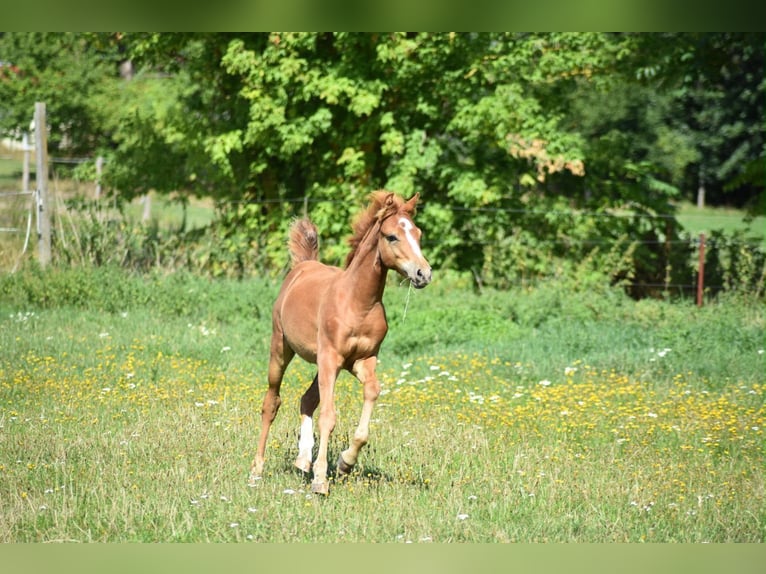 Pony tedesco Stallone Puledri (04/2026) 145 cm Sauro in Gross Tetzleben
