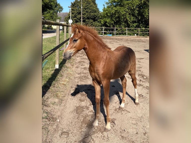 Pony tedesco Stallone Puledri (04/2026) 145 cm Sauro in Gross Tetzleben