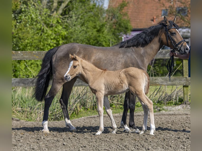 Pony tedesco Stallone Puledri
 (04/2024) 146 cm Falbo in Esens