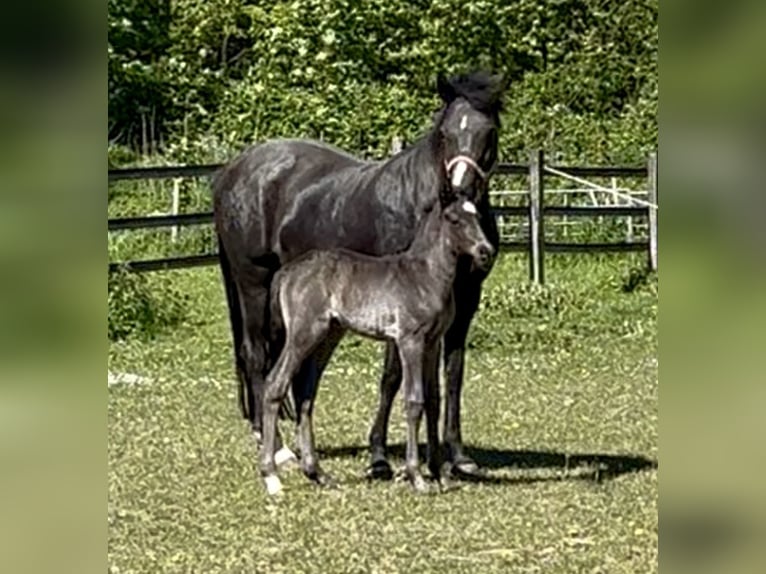 Pony tedesco Stallone Puledri (04/2026) 146 cm Morello in Grevenbroich
