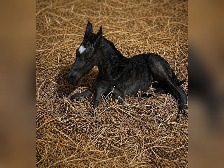 Pony tedesco Stallone Puledri (04/2026) 146 cm Morello in Grevenbroich