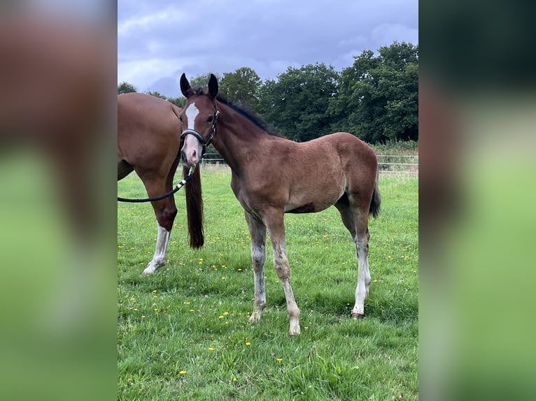 Pony tedesco Stallone Puledri (05/2025) 147 cm Baio in Aurich