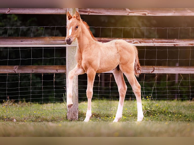 Pony tedesco Stallone  147 cm Falbo in Grevenbroich