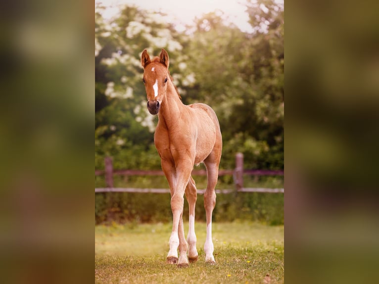 Pony tedesco Stallone  147 cm Falbo in Grevenbroich