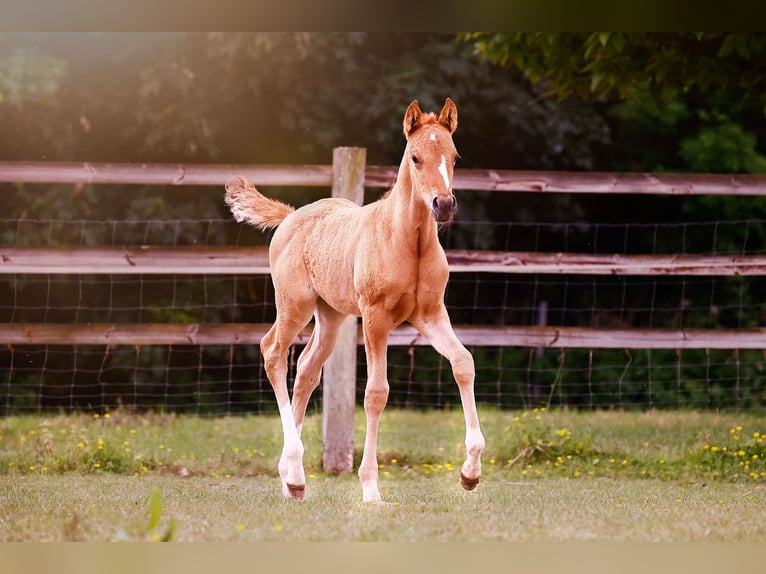 Pony tedesco Stallone  147 cm Falbo in Grevenbroich