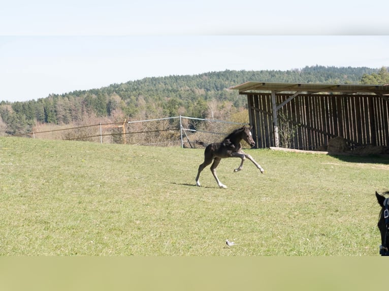 Pony tedesco Stallone Puledri (04/2026) 147 cm Morello in Alfeld