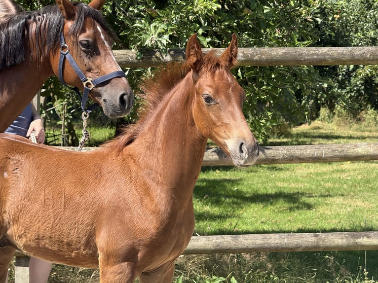 Pony tedesco Stallone Puledri (04/2026) 147 cm Sauro in Twistringen