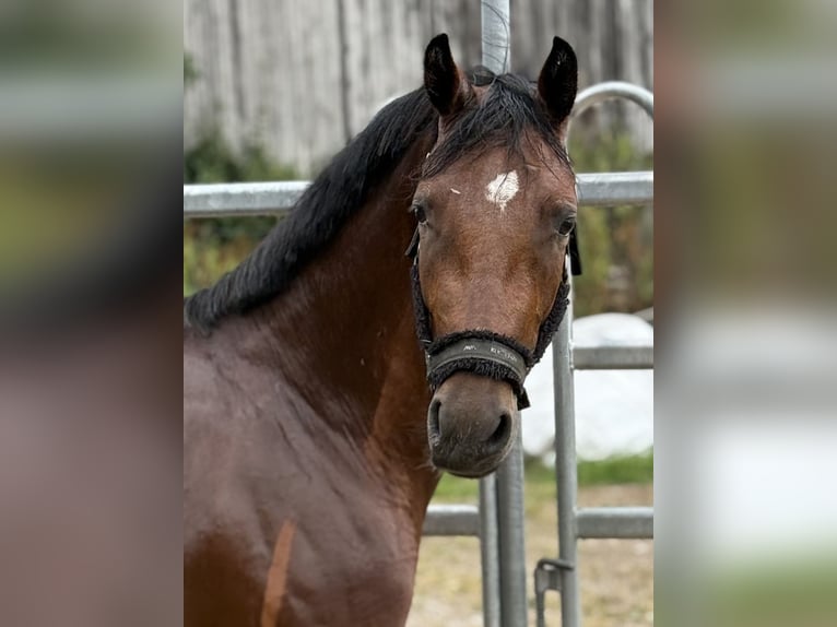 Pony tedesco Stallone Puledri (04/2025) 147 cm Sauro in Emmerthal