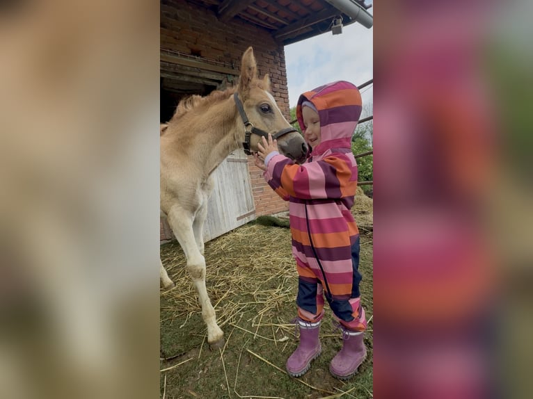 Pony tedesco Stallone Puledri (04/2025) 147 cm Sauro in Emmerthal
