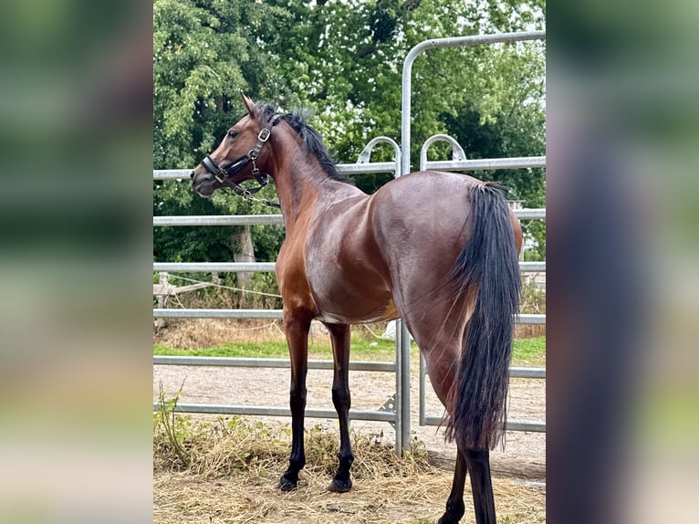Pony tedesco Stallone Puledri (04/2025) 147 cm Sauro in Emmerthal