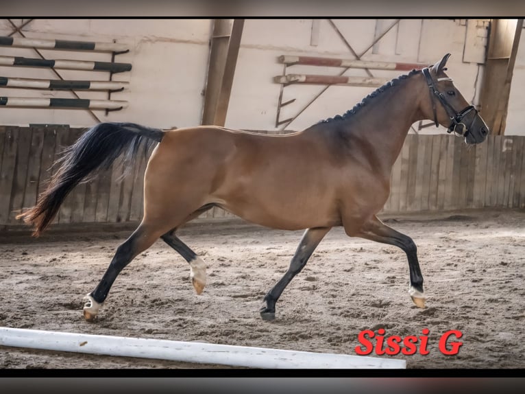 Pony tedesco Stallone Puledri (05/2026) 148 cm Baio in Eilsleben
