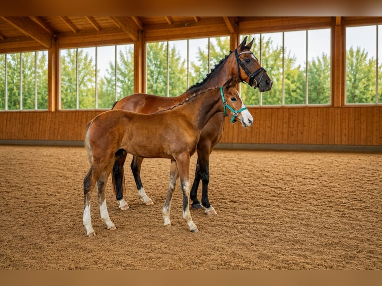 Pony tedesco Stallone Puledri (05/2026) 148 cm Baio in Eilsleben