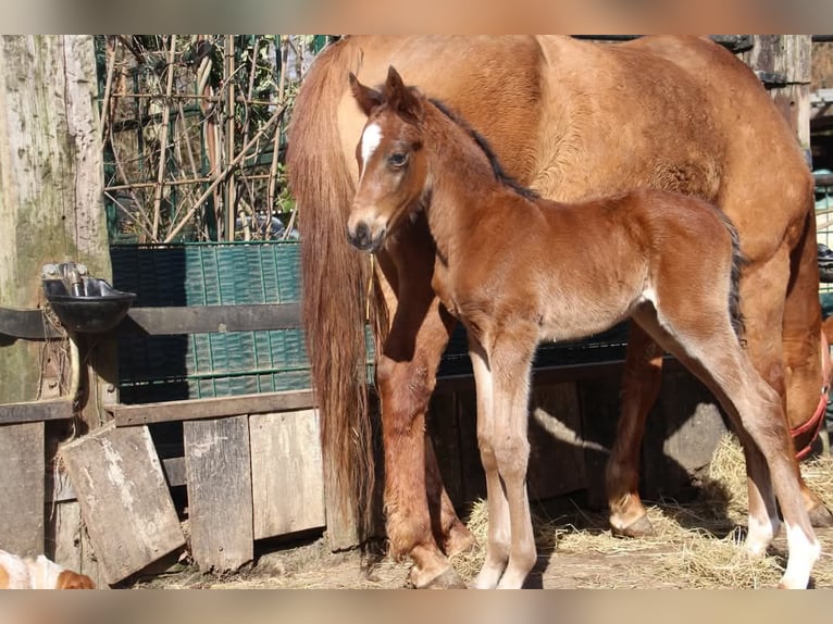 Pony tedesco Stallone  148 cm Baio in Rees