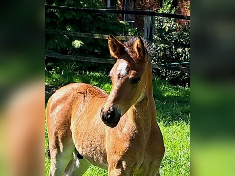 Pony tedesco Stallone Puledri (04/2026) 148 cm Baio in Herzebrock-Clarholz