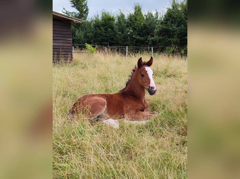 Pony tedesco Stallone Puledri (06/2026) 148 cm Baio in Schönberg