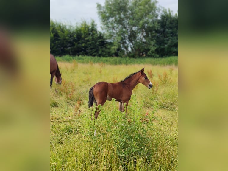Pony tedesco Stallone Puledri (06/2026) 148 cm Baio in Schönberg
