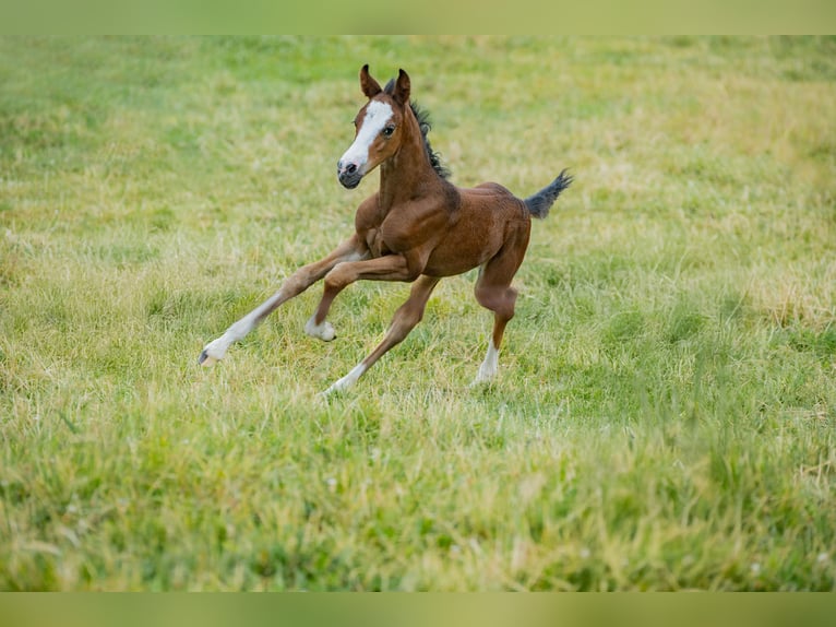 Pony tedesco Stallone Puledri (06/2026) 148 cm Baio in Schönberg