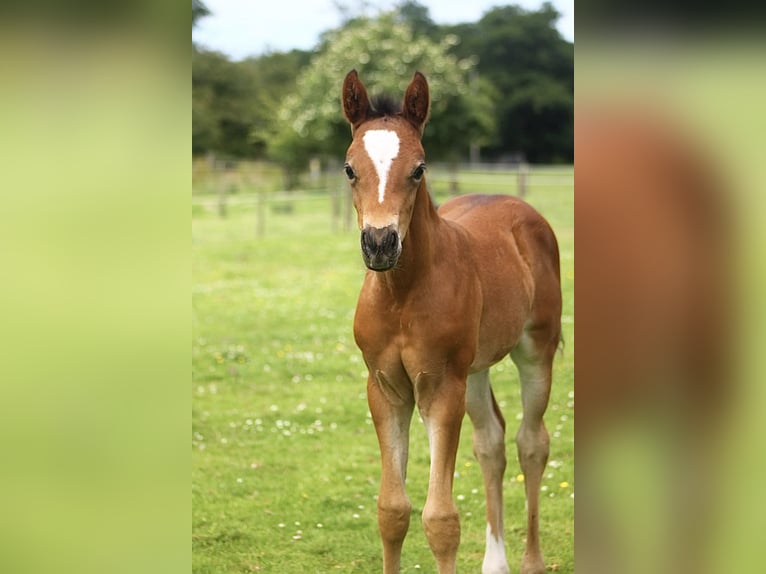 Pony tedesco Stallone Puledri (05/2025) 148 cm Baio ciliegia in Pencader