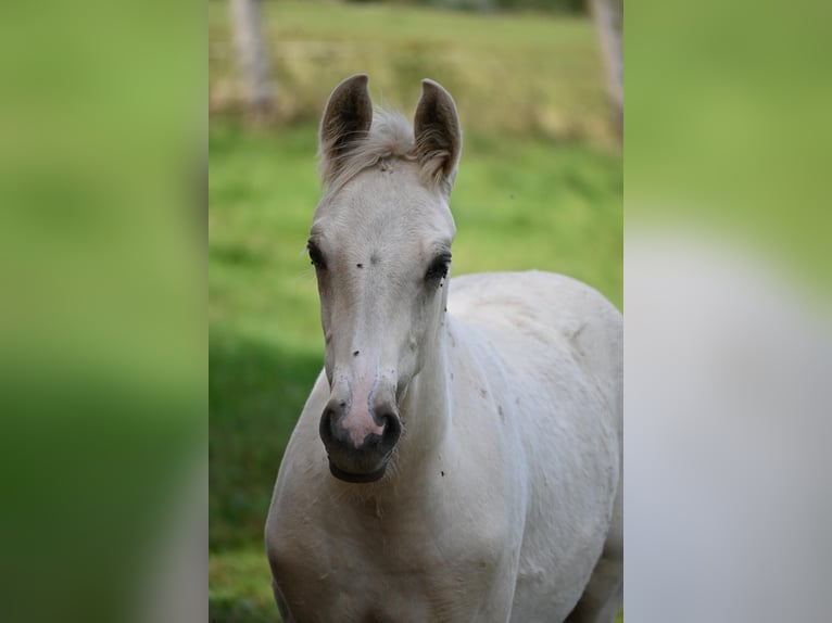 Pony tedesco Stallone Puledri (05/2024) 148 cm in Rethem