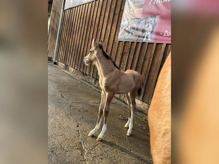 Pony tedesco Stallone Puledri
 (03/2024) 148 cm Falbo in Wegeleben