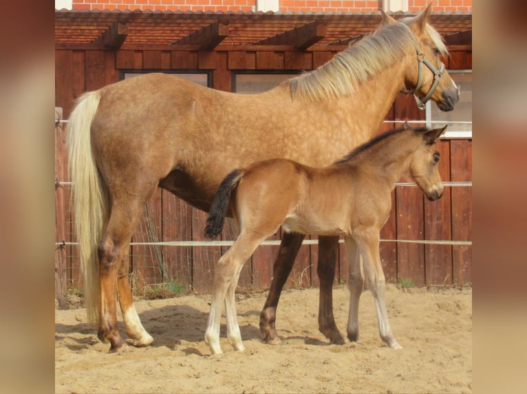 Pony tedesco Stallone Puledri
 (02/2024) 148 cm Falbo in Velpke