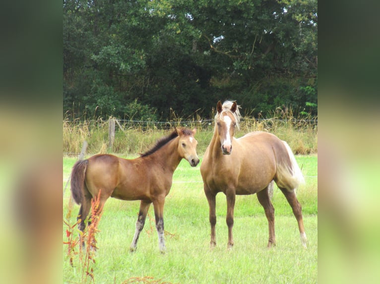 Pony tedesco Stallone Puledri (02/2024) 148 cm Falbo in Velpke