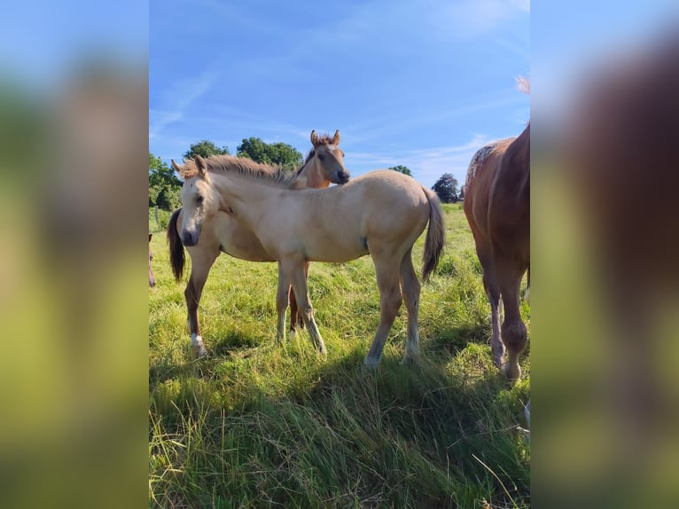 Pony tedesco Stallone Puledri (04/2026) 148 cm Falbo in Bleckede