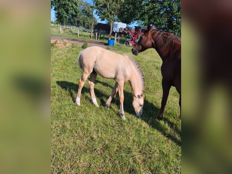 Pony tedesco Stallone Puledri (04/2026) 148 cm Falbo in Bleckede