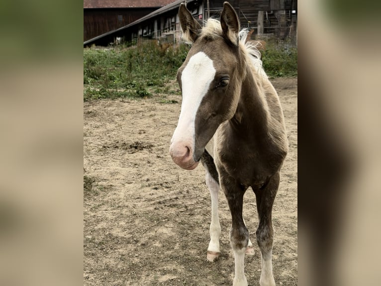 Pony tedesco Stallone Puledri (04/2026) 148 cm Palomino in Marktschorgast