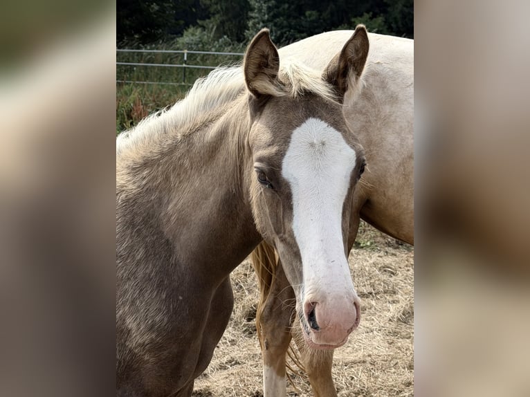 Pony tedesco Stallone Puledri (04/2026) 148 cm Palomino in Bad Berneck im Fichtelgebirge