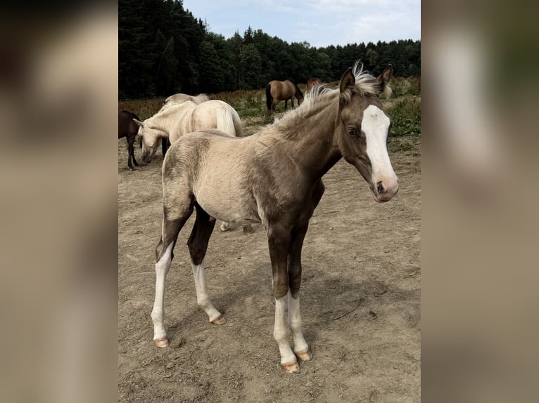 Pony tedesco Stallone Puledri (04/2026) 148 cm Palomino in Bad Berneck im Fichtelgebirge