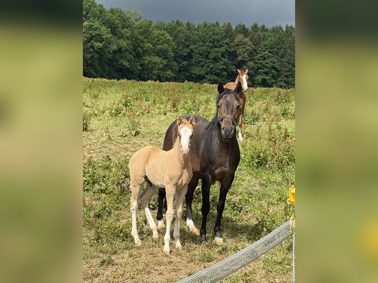 Pony tedesco Stallone Puledri (04/2026) 148 cm Palomino in Bad Berneck im Fichtelgebirge