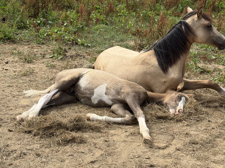 Pony tedesco Stallone Puledri (04/2026) 148 cm Palomino in Bad Berneck im Fichtelgebirge