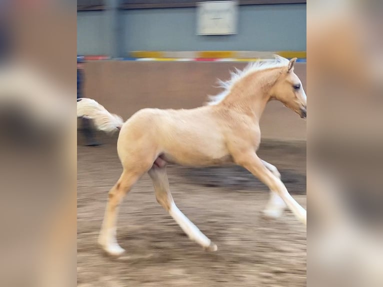 Pony tedesco Stallone  148 cm Palomino in Achim