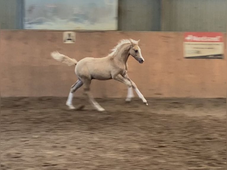 Pony tedesco Stallone  148 cm Palomino in Achim