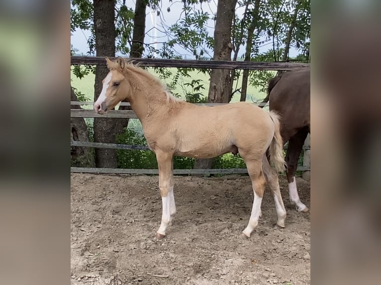 Pony tedesco Stallone  148 cm Palomino in Achim