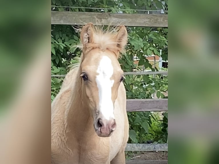 Pony tedesco Stallone  148 cm Palomino in Achim
