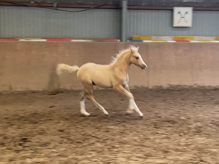 Pony tedesco Stallone  148 cm Palomino in Achim