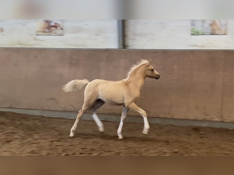 Pony tedesco Stallone  148 cm Palomino in Achim