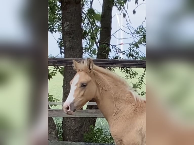 Pony tedesco Stallone  148 cm Palomino in Achim