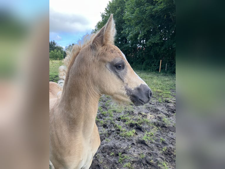 Pony tedesco Stallone Puledri
 (05/2024) 148 cm Palomino in Großheide