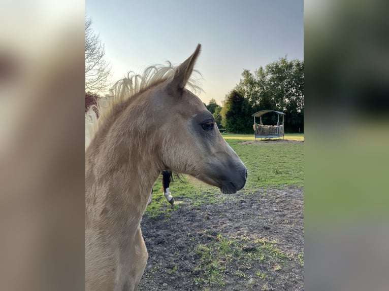 Pony tedesco Stallone Puledri
 (05/2024) 148 cm Palomino in Großheide