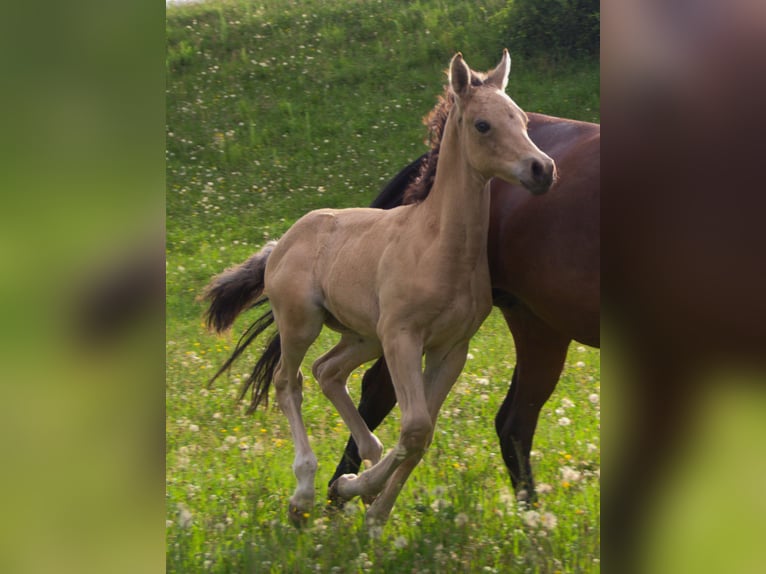 Pony tedesco Stallone Puledri
 (05/2024) 148 cm Pelle di daino in Ebersberg