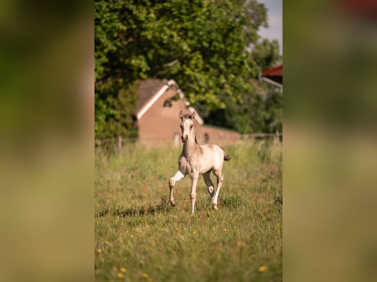 Pony tedesco Stallone Puledri (04/2026) 148 cm Pelle di daino in Boklund