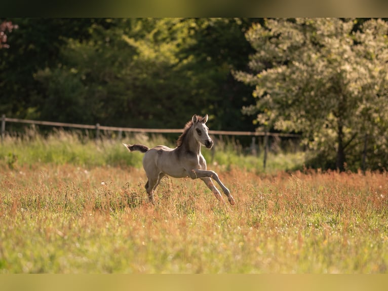 Pony tedesco Stallone Puledri (04/2026) 148 cm Pelle di daino in Boklund