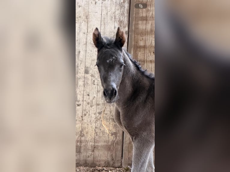 Pony tedesco Stallone Puledri (04/2026) 148 cm Pelle di daino in Meinersen